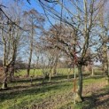 Carpinus betulus - februari 2026