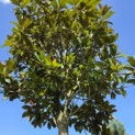 Magnolia grandiflora 'Galissonnière' - Foto 4