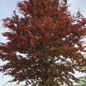 Fagus sylvatica 'Atropunicea' - 4