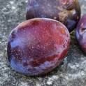 Prunus domestica 'Bleue de Belgique' - Foto 1