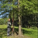 Quercus Palustris - 7