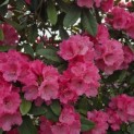 Rhododendron yakushimanum 'Fantastica' - 4