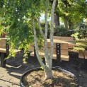 Acer palmatum 'Ryusen' - 5