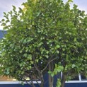 Camellia japonica - 4