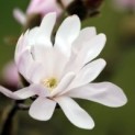 #97 Magnolia stellata 'Rosea' Stern-Magnolie