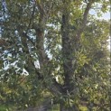 Quercus Suber - 3