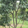 Parrotia persica 'Bella' - 3