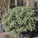 Rhododendron Yakushimanum ‘Pink Cherub’ - 1