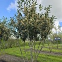 Prunus laurocerasus 'Caucasica' - Foto 1