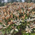 Rhododendron yakushimanum 'Hydon Velvet' - 2