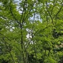 Gleditsia triacanthos ‘Inermis' - 4