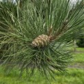 Pinus nigra 'Nigra' - 2