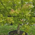 Acer palmatum - Foto 1