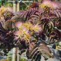 Albizia julibrissin 'Summer Chocolate' - Foto 4