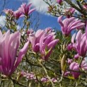 Magnolia 'Susan' - 1