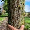 morus alba 'Macrophylla'