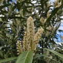 Prunus laur. Caucasica - 6