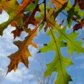 Quercus palustris