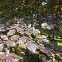 Fagus sylvatica 'Atropunicea' - Foto 3