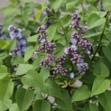 Syringa vulgaris 'Michel Buchner' - Foto 1