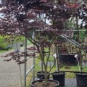 Acer palmatum 'Bloodgood' - Foto 1