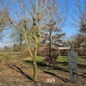 Platanus x hispanica - 1