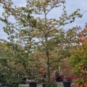 Parrotia persica - Foto 2