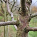 Prunus avium 'Regina' - Foto 1