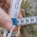 Juglans regia 'Coenen'' - Foto 1