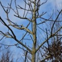 Juglans regia 'Coenen'' - Foto 2