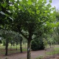 Platanus hispanica dak of knotvorm - 1