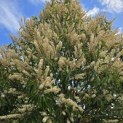 Prunus Lusitanica angustifolia - 2