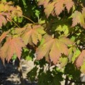 Acer japonicum 'Vitifolium' - Foto 1
