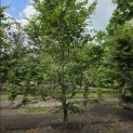 Carpinus betulus - 1