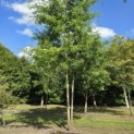 Gleditsia triacanthos ‘Inermis' - 1