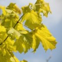 Acer platanoides 'Princeton Gold' - Foto 3