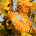 Acer platanoides 'Princeton Gold' - Foto 2