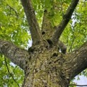 Pterocarya fraxinifolia - 6