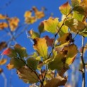 Parrotia persica 'Vanessa' - 2