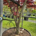 Acer palmatum 'Fireglow' - Foto 1