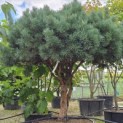 Pinus sylvestris 'Watereri' - Foto 2