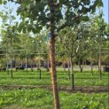 Syringa pekinensis 'China Snow' - 1