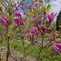Magnolia Susan - 3