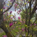 Magnolia Susan - 1