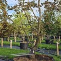 Acer palmatum 'Fireglow' - Foto 2