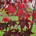 Acer palmatum 'Osakazuki - Foto 1