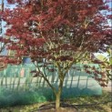 Acer palmatum 'Trompenburg' - Foto 1