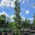 Quercus ilex - 2