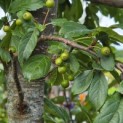 Malus Toringo - blad en groene sierappeltjes in augustus
