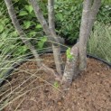 Malus Toringo -  grillige voetstam van deze fraaie sierappel